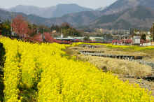 水無川オカメ桜