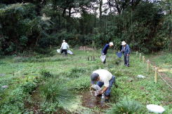 ボランティア活動広場内とんぼのせせらぎ整備写真