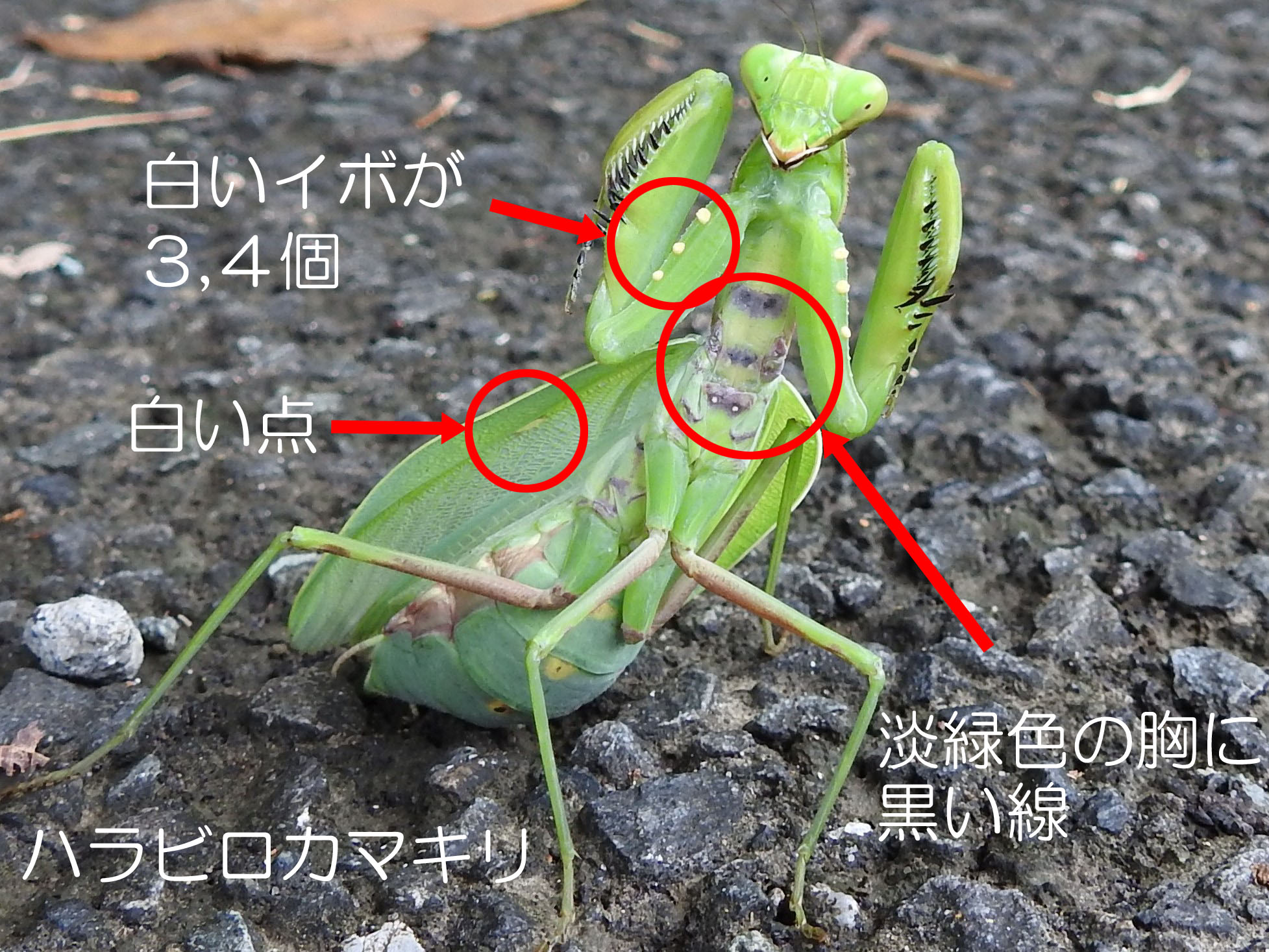 ハラビロカマキリの特徴