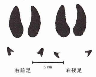 絵・イノシシ足あと