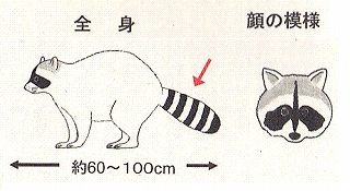 アライグマの外観図