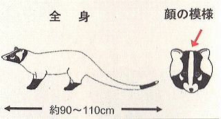 ハクビシンの外観図