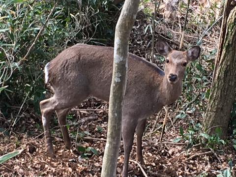 くくりわなで捕獲したニホンジカ