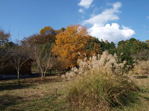 紅葉の広場写真