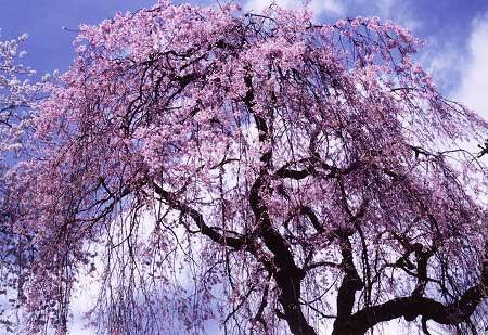 白泉寺のしだれ桜