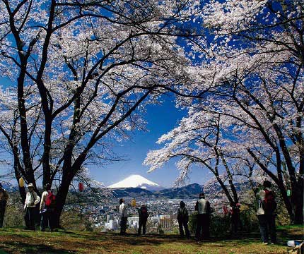 弘法山公園の桜