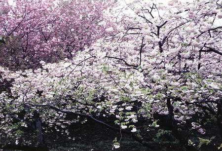 八重桜