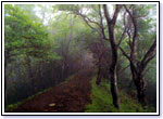 「鍋割山への道」の写真