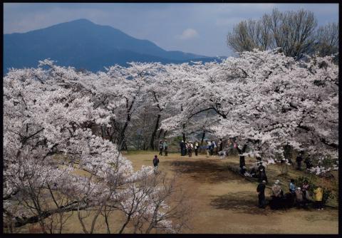 弘法山の桜の写真