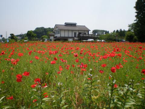 田原ふるさと公園2