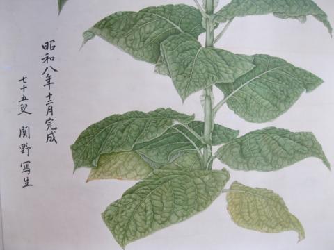 秦野葉の写生画（部分）