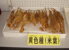 黄色種（米葉）