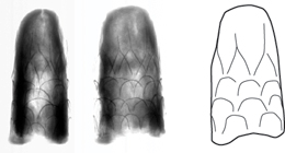 鞘尻金具X線写真と模式図