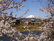 今泉名水桜公園