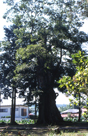 八坂神社の椋の木
