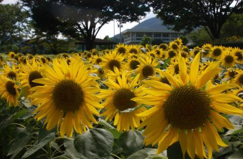 秦野戸川公園のひまわり