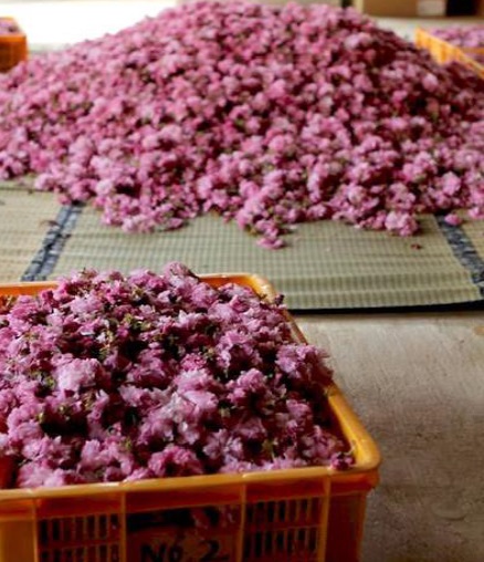 千村の八重桜の収穫（本市の桜漬けは全国シェア1位）