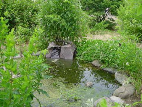 小鳥の水飲み場