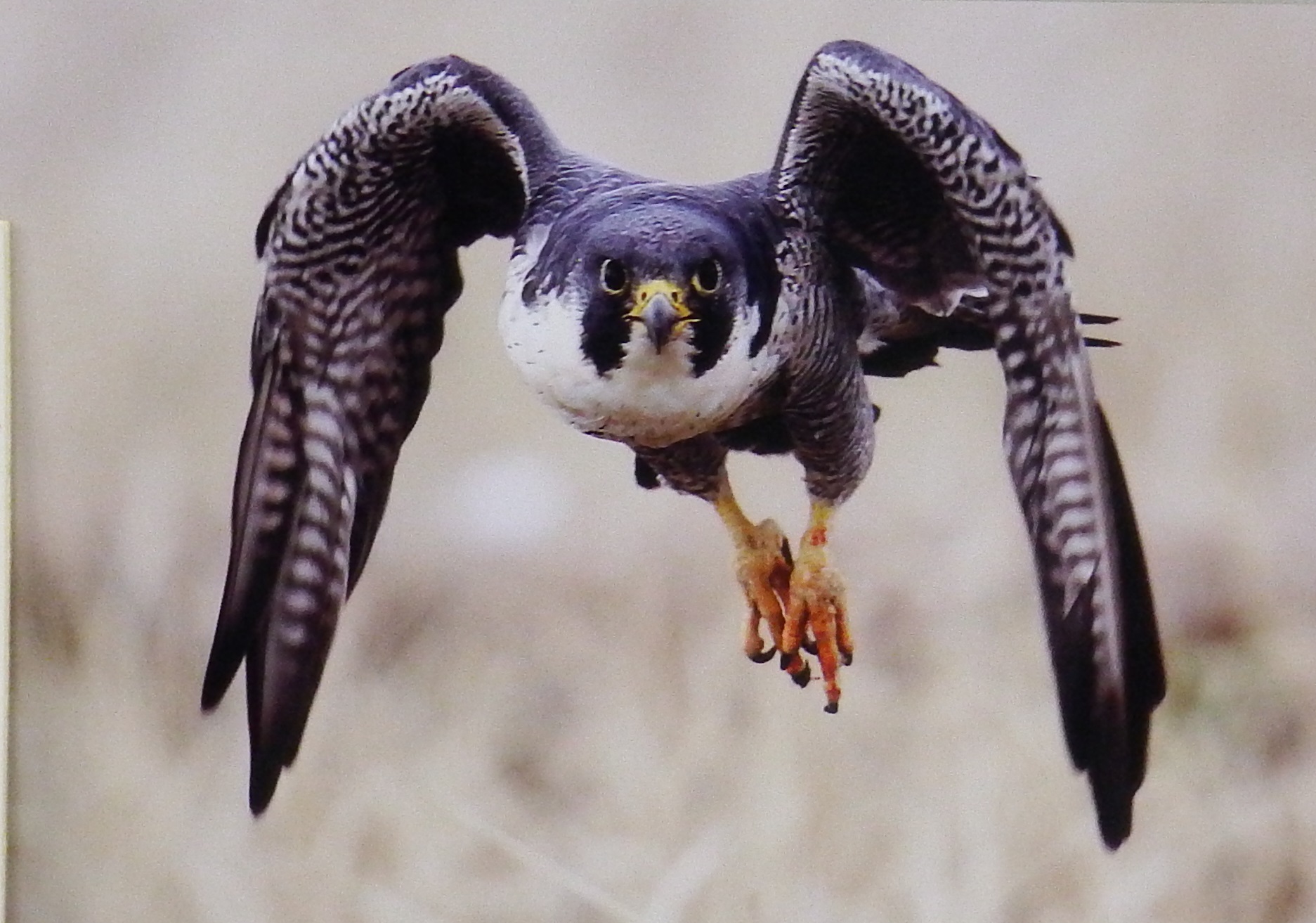 食後の隼の写真