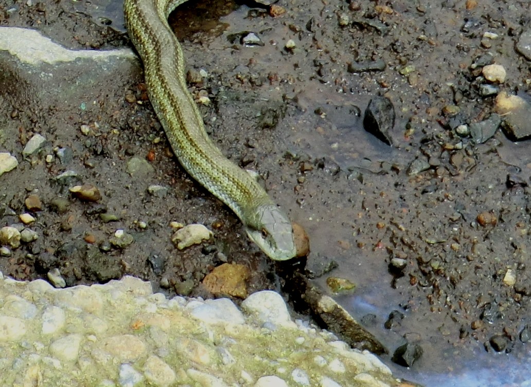 ヘビ コウモリを見つけたけど 市で駆除してくれるの 秦野市役所