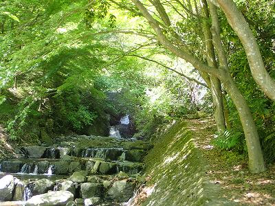 森林と水の写真