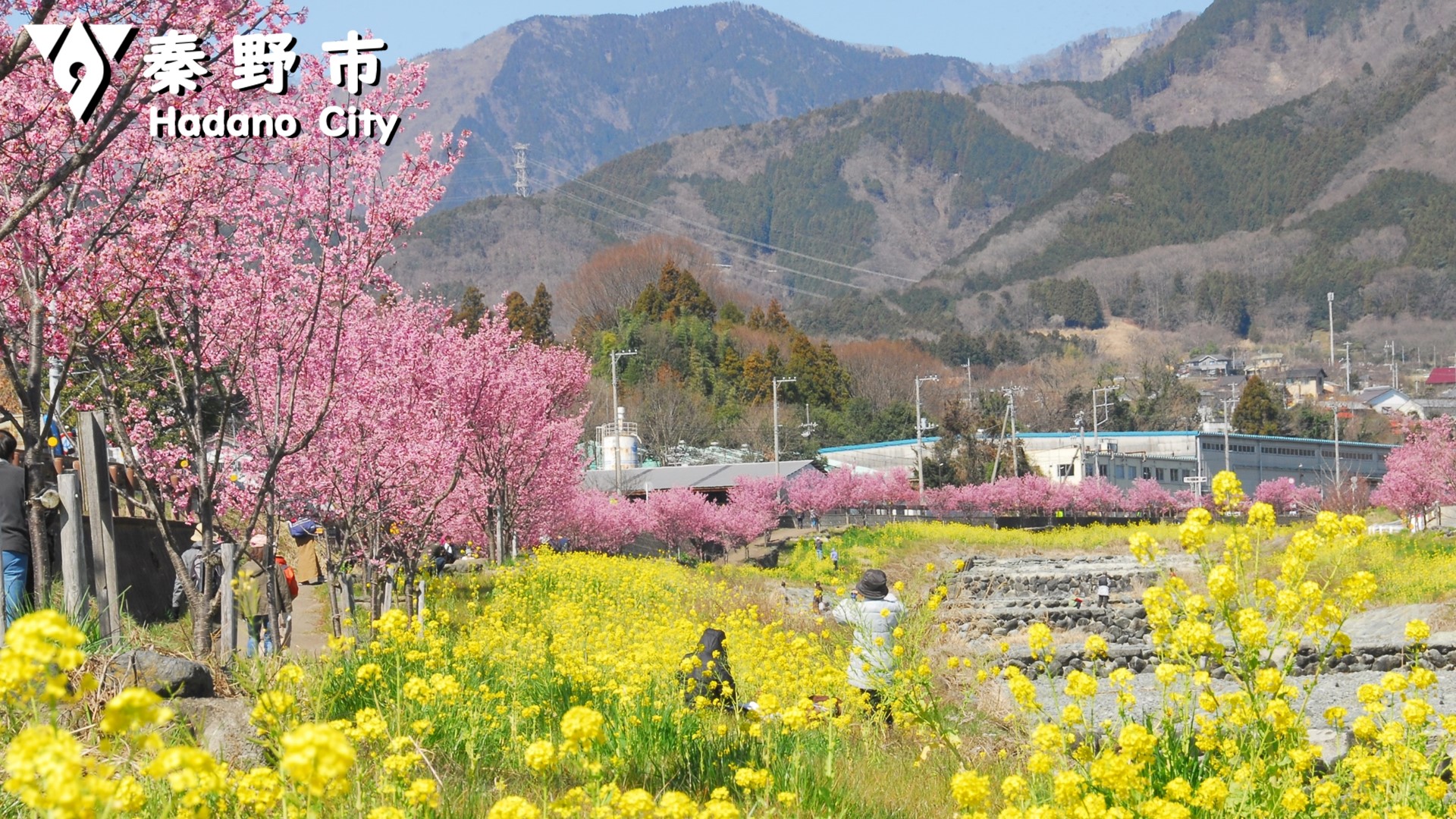 平和橋上流の桜写真