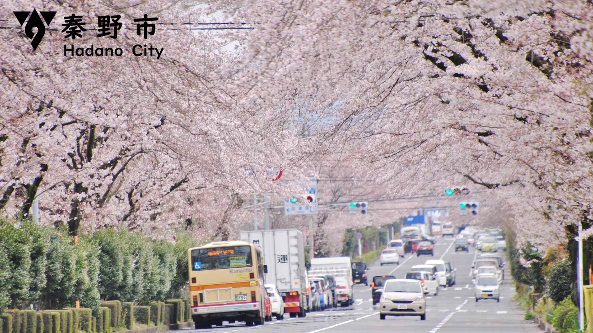 はだの桜みちの桜写真