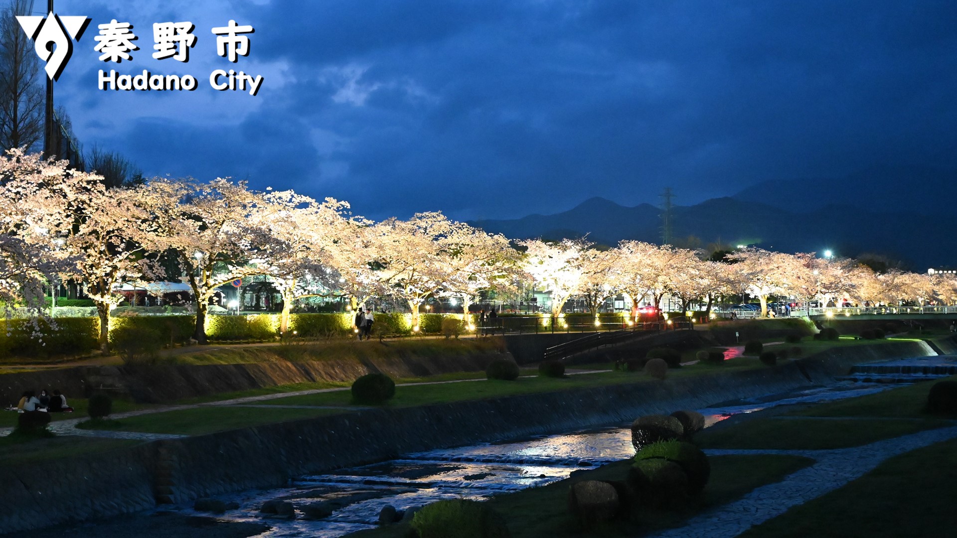 カルチャーパークの桜写真