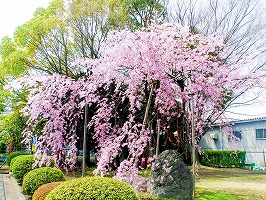 株式会社KMCT　しだれ桜の写真
